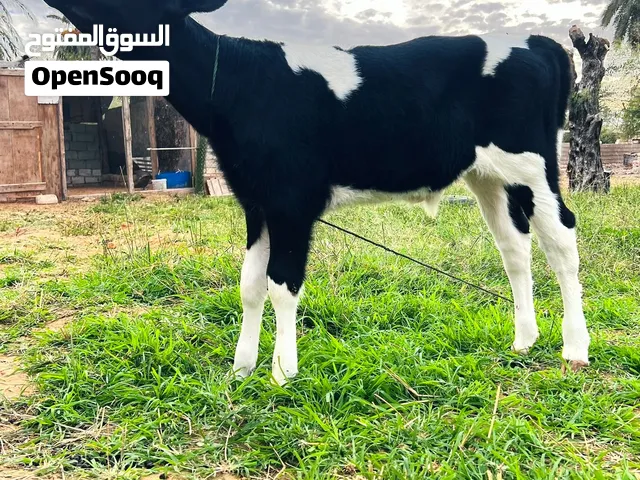 عجل الماني درجه الله ايبارك
