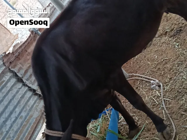 بقرة تهجين