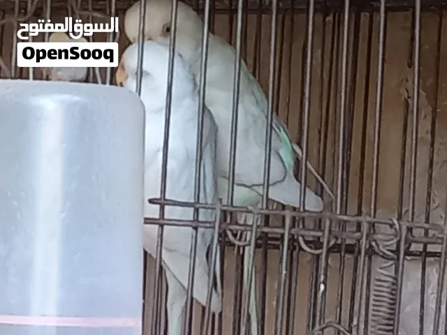 عصافير بادجي جوز البينو ملكي