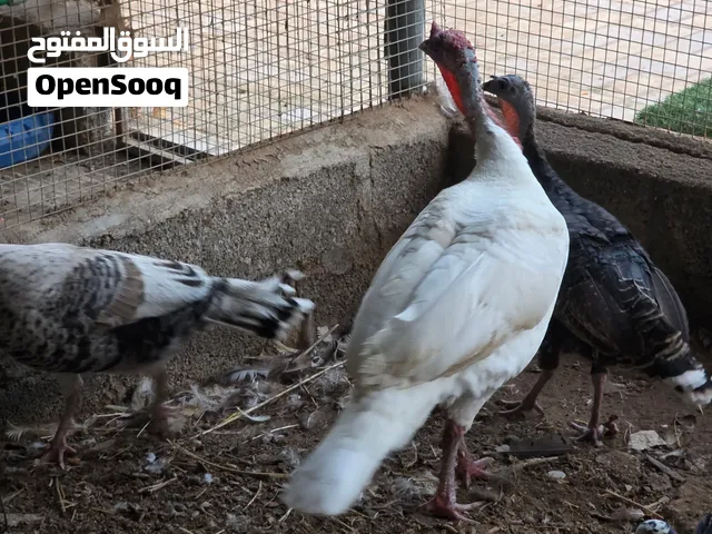 تصفية على طيور متنوعه لمدة 3ايام فقط فرصة طاؤوس وز بط رومي دجاج