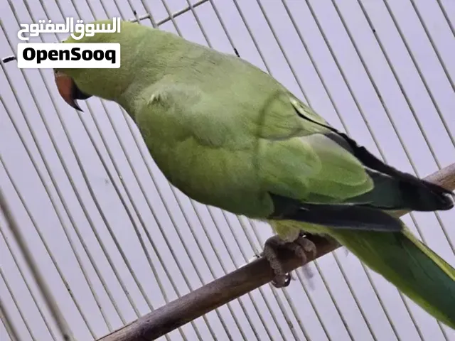 ببغاء ألدرة الهندي مع قفص