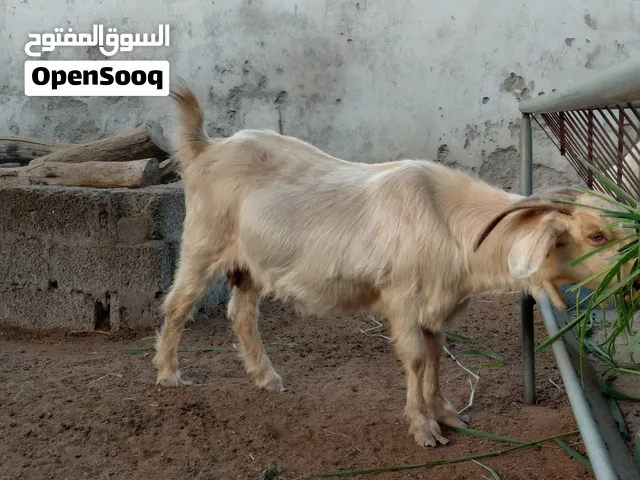 للبيع شاه من حلال الجواميد