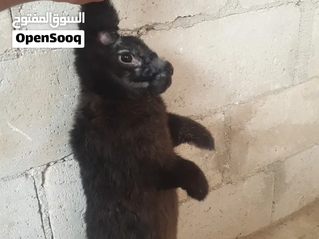 3ارانب 2ببيون اناثي 1وذكر الماني  اعمار كبير وسعر نار