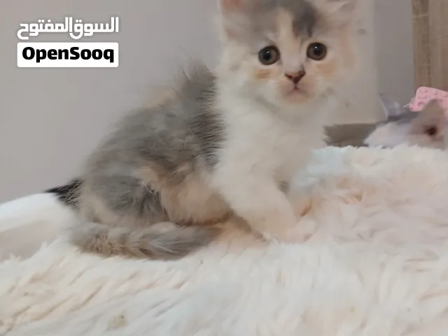 كيتينز شيرازي بعمر شهر