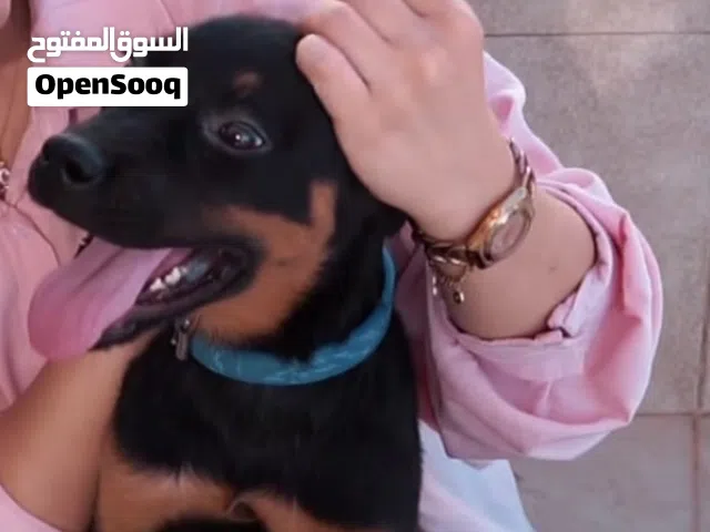 روت وايلر ...بيور ... Rottweiler female  مع جميع المطاعيم ومايكروشيب