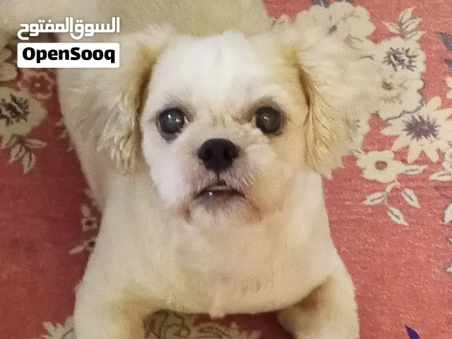 مدروب بالشكله ممتازة