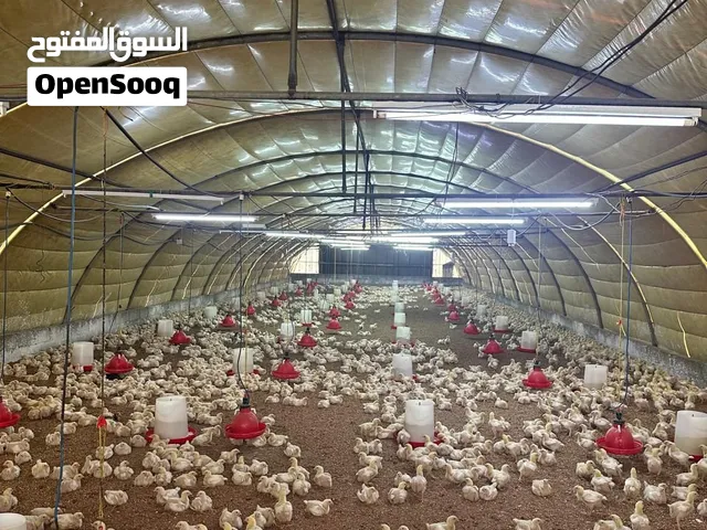 مشروع دواجن مرخص جاهز وقائم بكامل المعدات