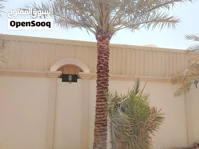 أشجار نخيل التمر للبيع date palm trees for sale