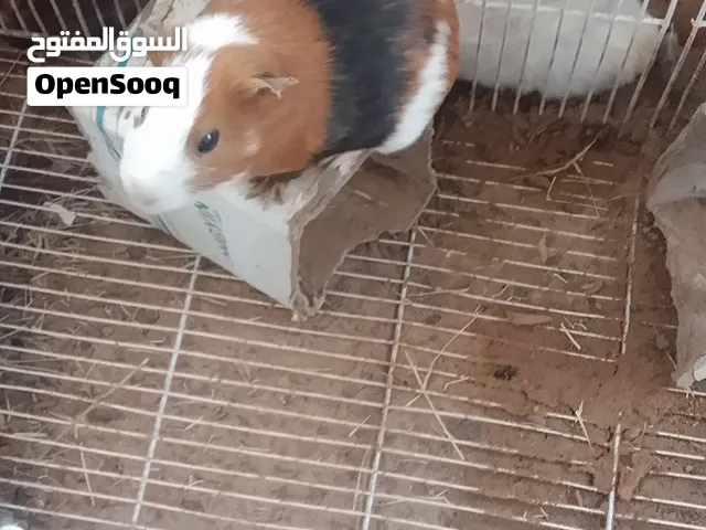 ثلاث قنديات ذكر وانثيين للبيع