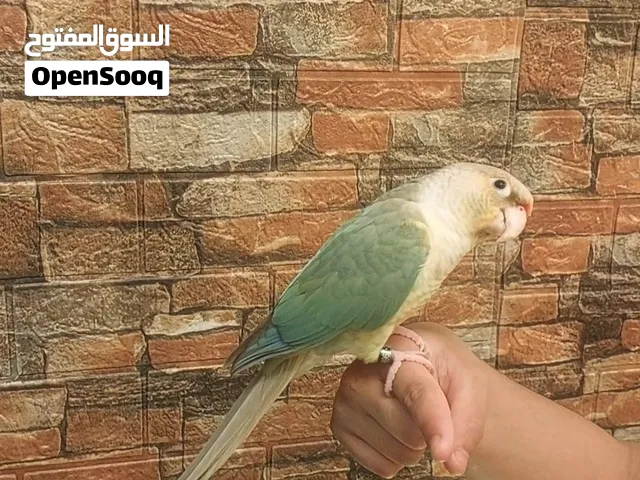 للبيع ذكر كنيور أوبلاين سينامون