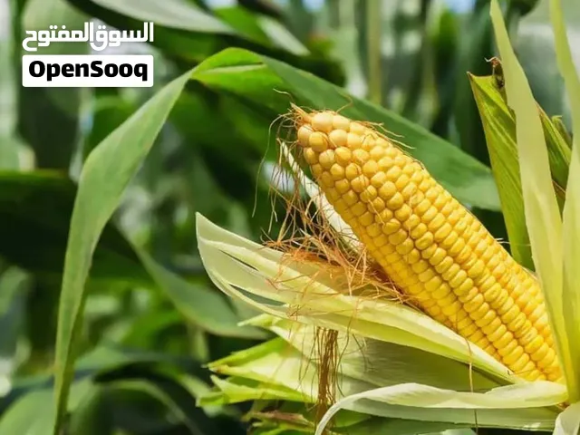 علف الذرة، الدرجة الأولى  كازاخستان