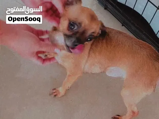 شيواوا بيووور
