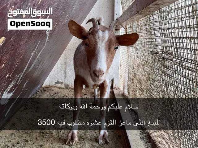 البيع ماعز القزم