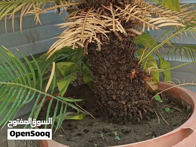 نبات خارجي