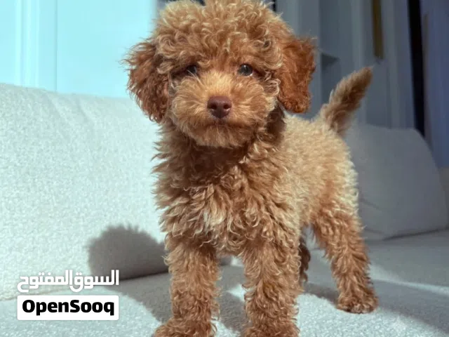 Super Toy Poodle puppy
