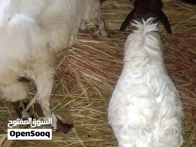 كباش بلدي للبيع في صبر لحج