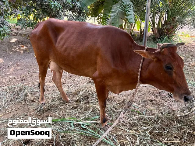 للبيع بقرة هي وبنتها مورها طيبه الحمدلله