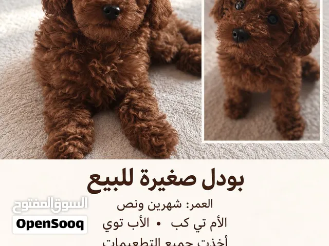 أنثى بودل بني غامق للبيع