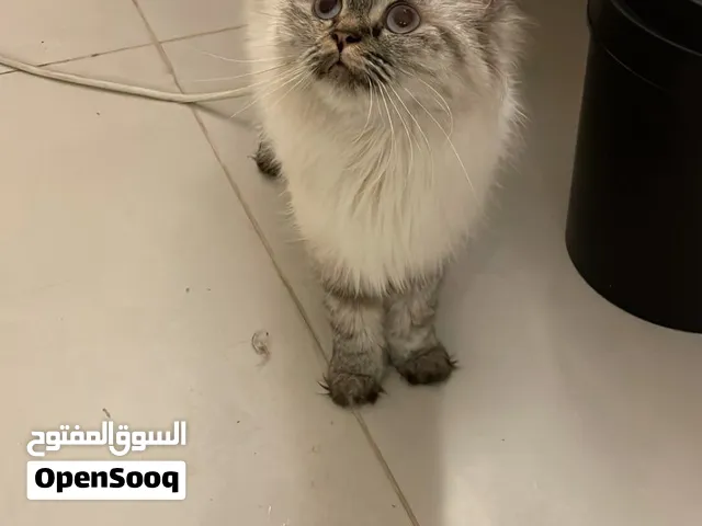 قطاوة بيت لتبني ذكر وانثى
