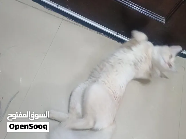 pet cat like