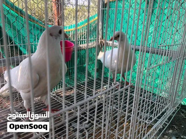 حمام لاحم فرنسي جامبو