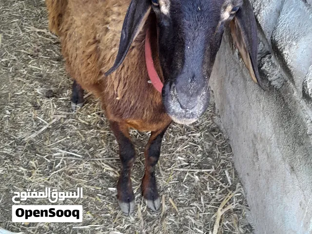 نعجه سن جمع