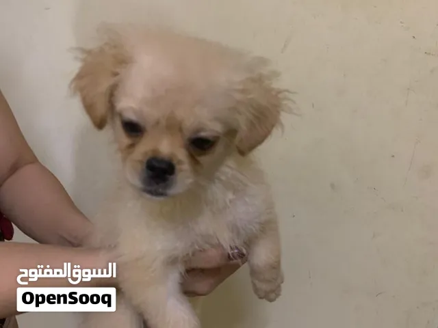 Pomeranian dog