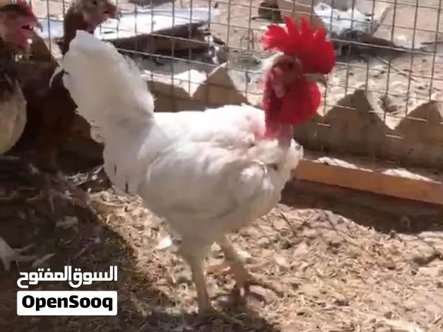 ديج ابو ركيبه ابيض