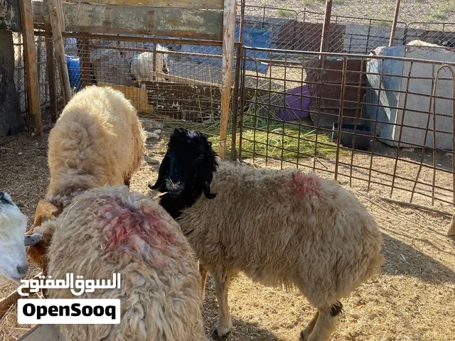 خروفين +جدي +  خروف كبش السعر الأفضل بالمقارنة مع الجودة – وفر أكثر الآن.