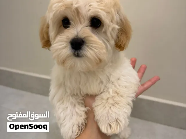 كلب مالتيز أنثى 3شهور
