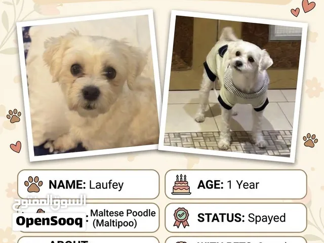 Female Maltipoo (Maltese Poodle) – 1 Year Old – Spayed