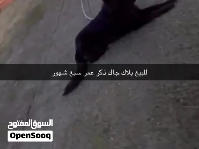 بلاك جاك عمر سبع شهور