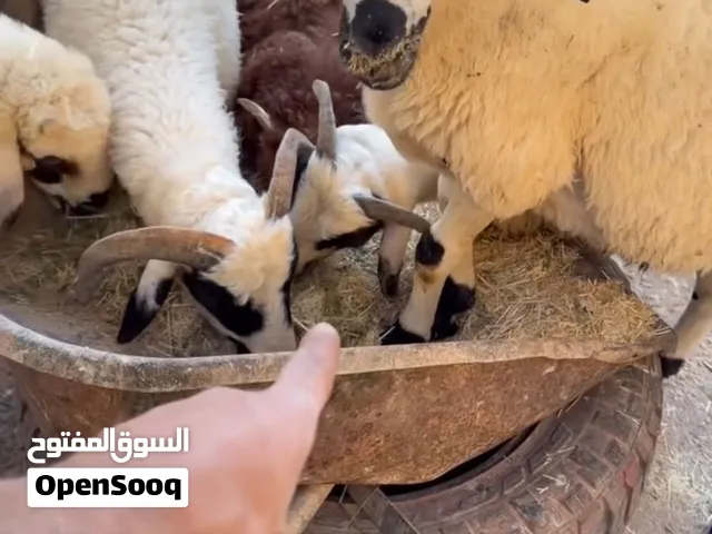 خرفان قبرصي نخب اول
