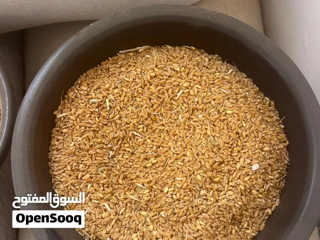 قمح حير السنه