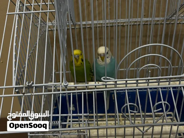 زوج بادجي للبيع مع القفص والأكل