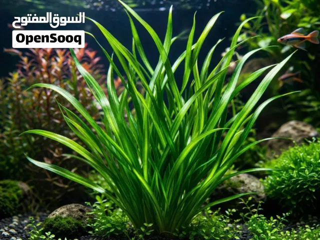 نباتات مائية لاحواض اسماك الزينة