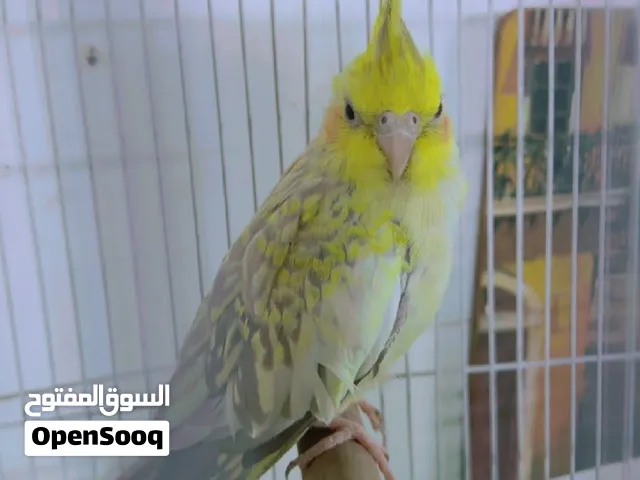 طيور الكوكتيل للبيع العنوان الطوبجي رقم الهاتف مراسله واتساب وشتريد اني خادم