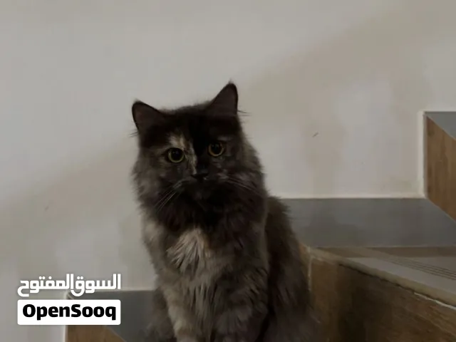 للبيع سنوره شيرازي