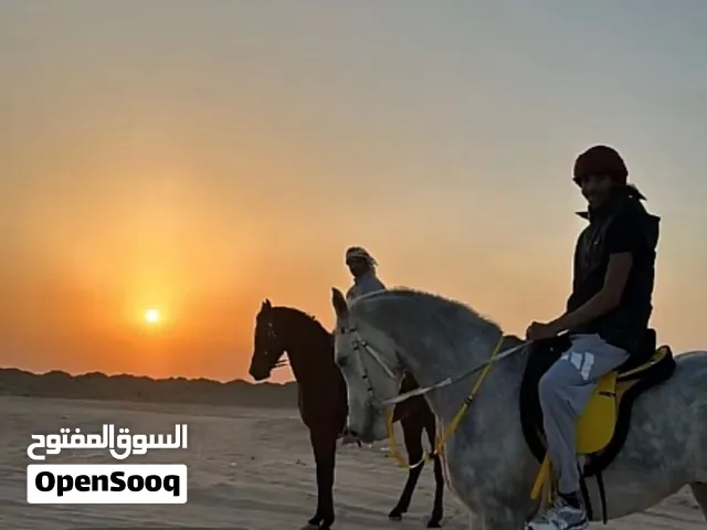 للبيع حصان مصري
