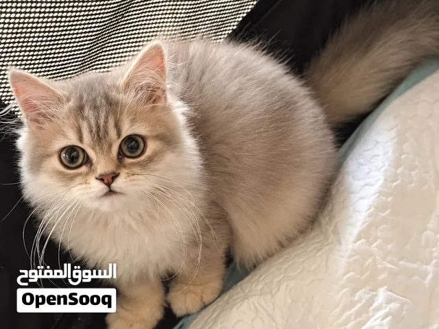 ذكر لونق هير ay11 على 12OO