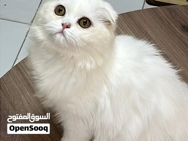 Scottish Fold Long Hair Kitten  قط سكوتش فولد لونغ هير