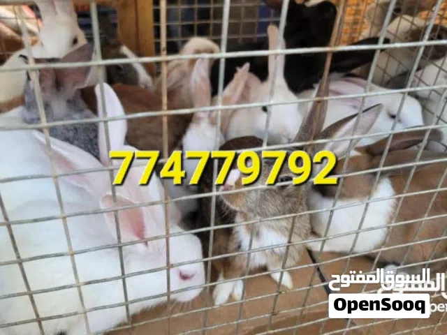 حيوانات ارانب بط كتاكيت وغيرها