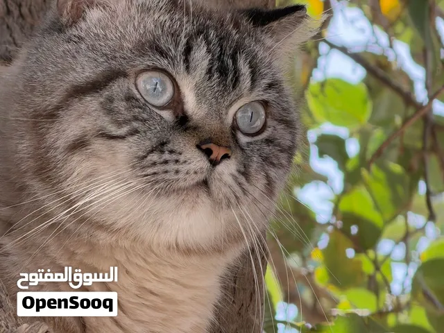 للبيع قط سكوتش أليف جدًا – عمره سنة
