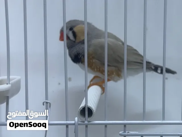 زيبرا دم انجلش