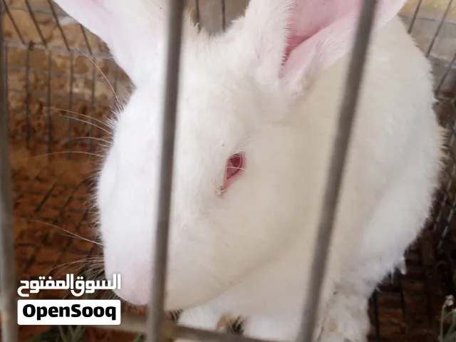 ارانب جمبو الماني