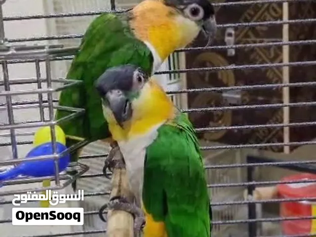 طيور منتجة للبيع Breeding Birds