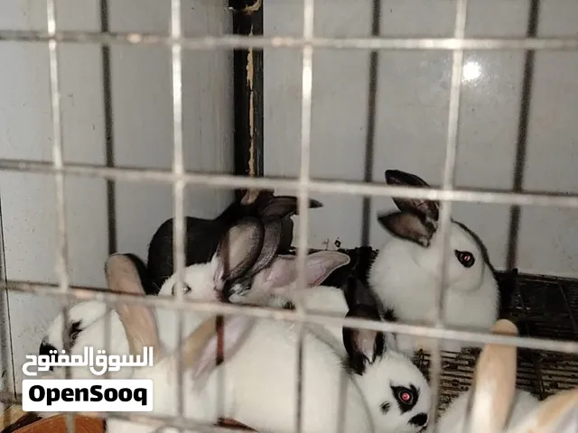 ارانب هجينه للبيع