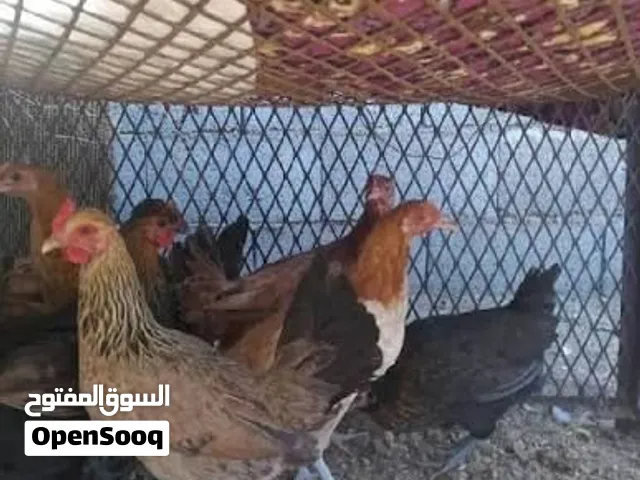 دجاج عماني للبيع