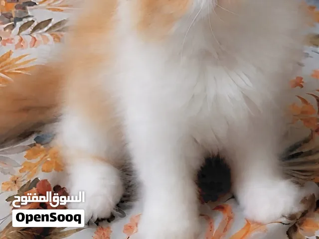بسم لله للبيع بنوته هارلكان ريد وايت