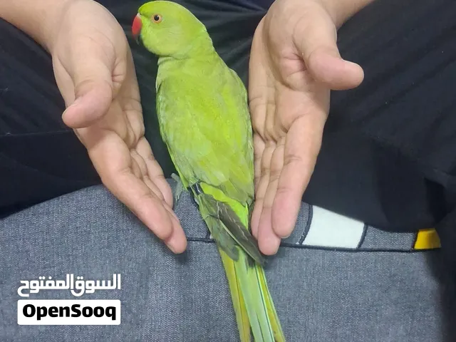 tamed ringneck parrot for sale ..... doesn't bite and friendly  with cage